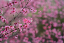 红梅花,冬日里的坚韧与美丽