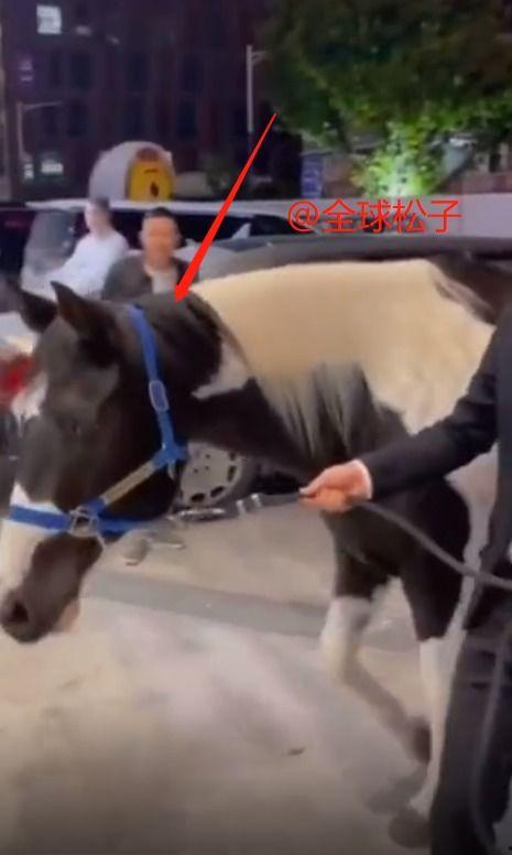 马配马视频,一场跨越时空的浪漫邂逅